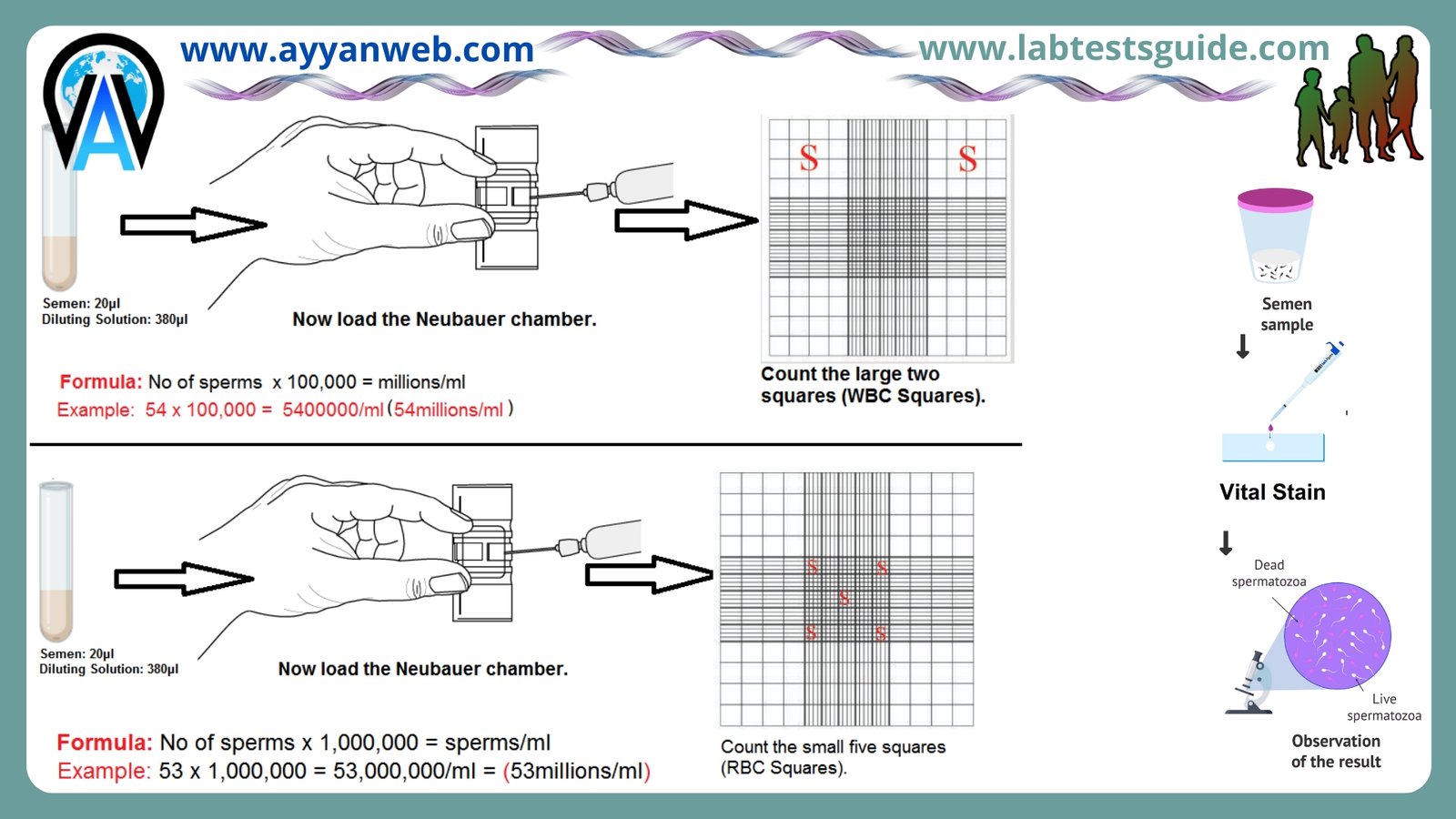 seminal analysis procedure