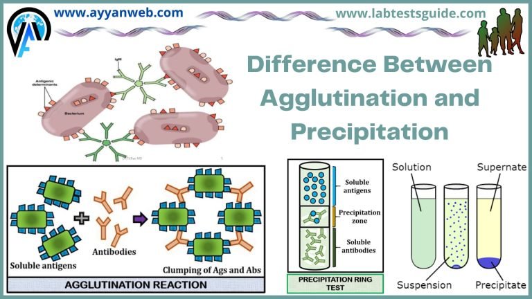 Agglutination Process Agglutination VS Precipitation | Lab Tests Guide
