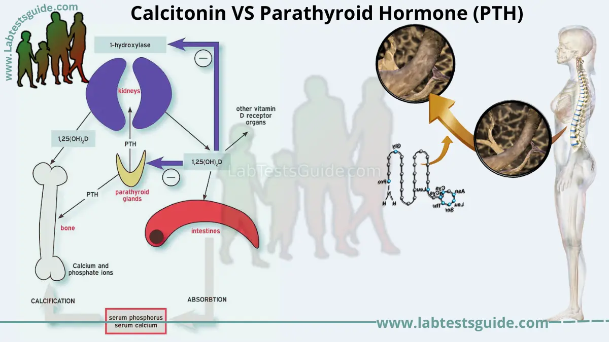 Calcitonin VS Parathyroid Hormone (PTH)