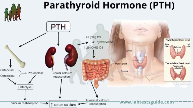 Parathyroid Hormone (PTH)