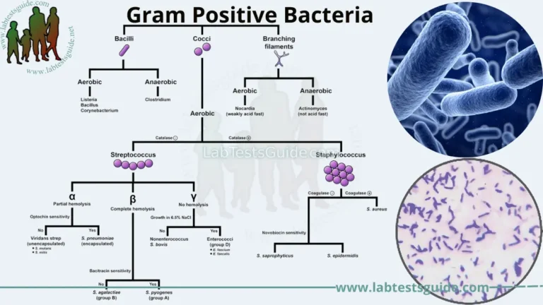Gram Positive Bacteria