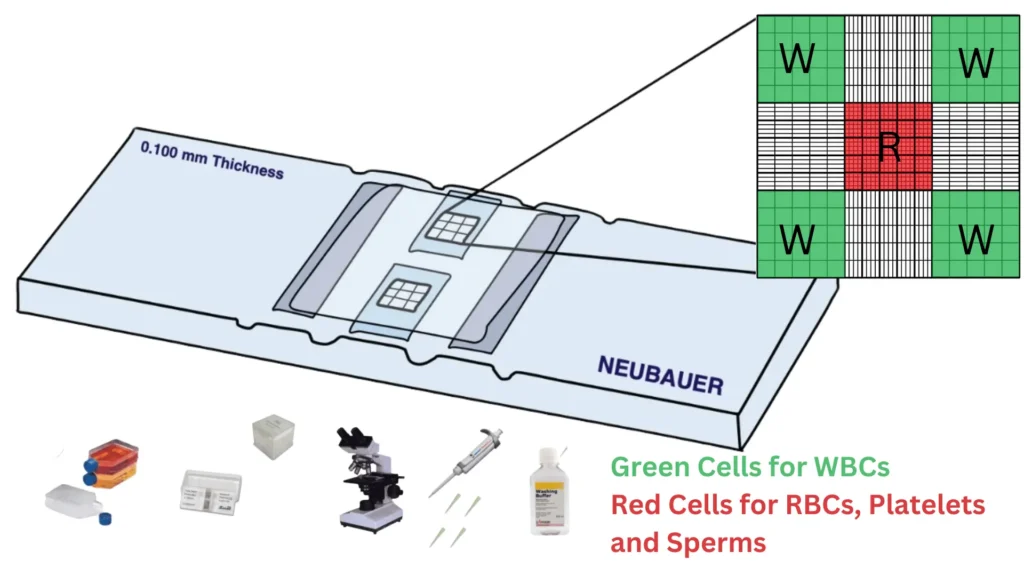 Neubauer Counting Chamber Neubauer Counting Chamber