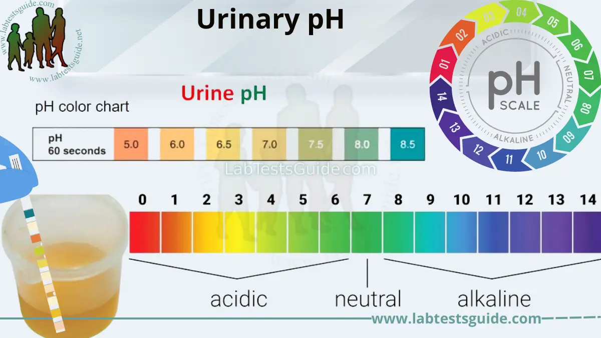 Urine pH: Importance, Normal Range, Factors Affecting pH, and Clinical  Significance