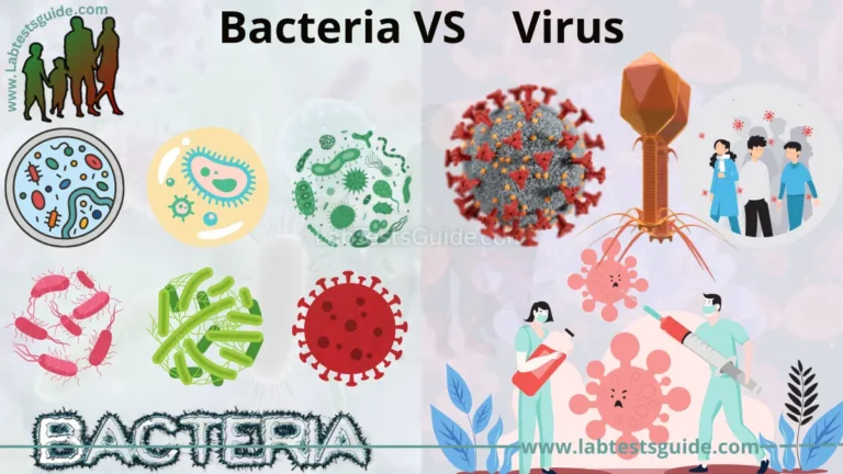 Difference Between Bacteria and Virus