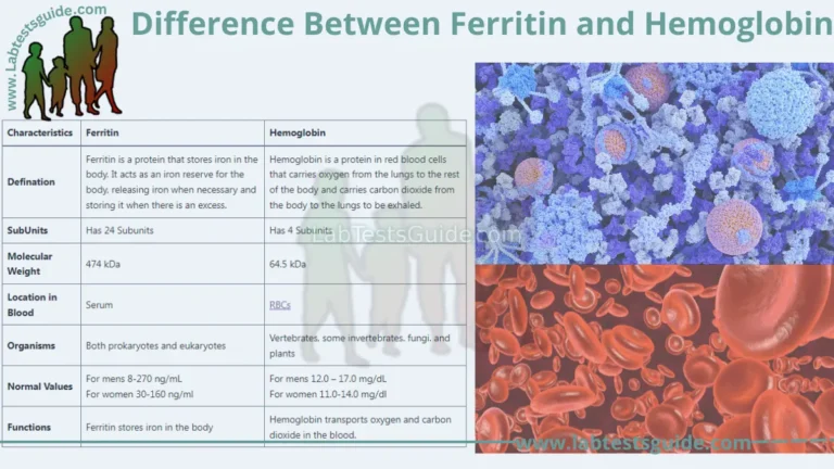 Difference Between Ferritin and Hemoglobin