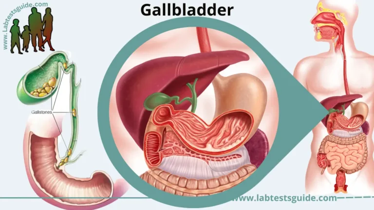 Gallbladder