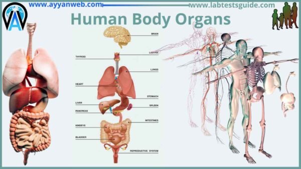 Human Body Organs and Parts, Parts of Human Body | Lab Tests Guide