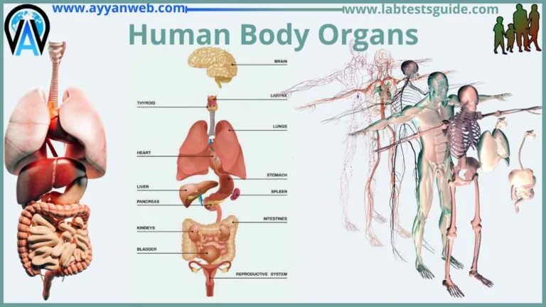 Human Body Organs and Parts