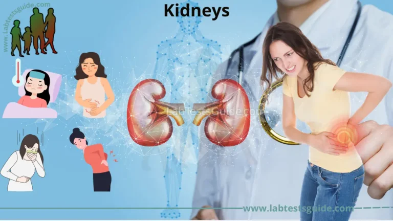 Kidneys