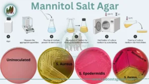 Mannitol Salt Agar
