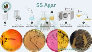Salmonella-Shigella agar (SS Agar)