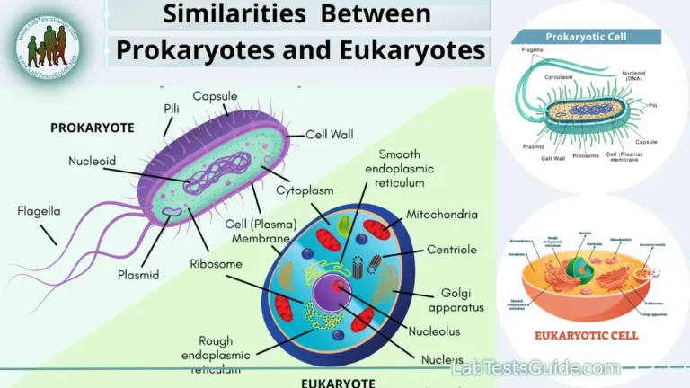 Similarities Between Prokaryotes and Eukaryotes