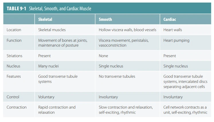 Muscular Tissue Table
