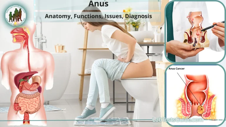 Anus
