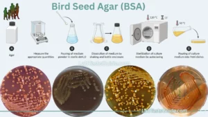 Bird Seed Agar (BSA) is a specialized microbiological growth medium primarily designed for the isolation and cultivation of Cryptococcus neoformans, a pathogenic yeast-like fungus, while inhibiting the growth of other microorganisms.