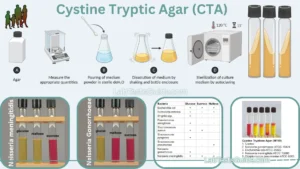 Cystine Tryptic Agar (CTA) is a semi-solid growth medium used for the isolation, cultivation, and identification of fastidious microorganisms, such as Neisseria gonorrhoeae, Neisseria meningitidis, Streptococcus pneumoniae, and Haemophilus influenzae. It can also be used to detect bacterial motility and to perform fermentation tests.