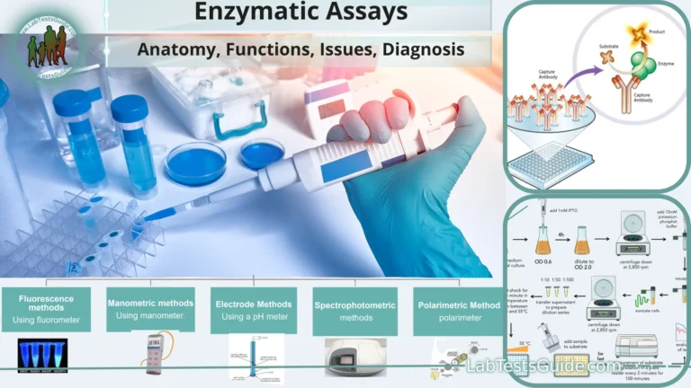 Enzymatic Assays