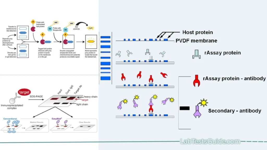Far-Western Blotting Far-Western blotting is a laboratory technique used to study and characterize protein-protein interactions by detecting direct physical associations between proteins immobilized on a membrane and a labeled non-antibody protein probe.