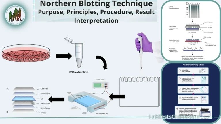 Northern Blotting (RNA Blotting)