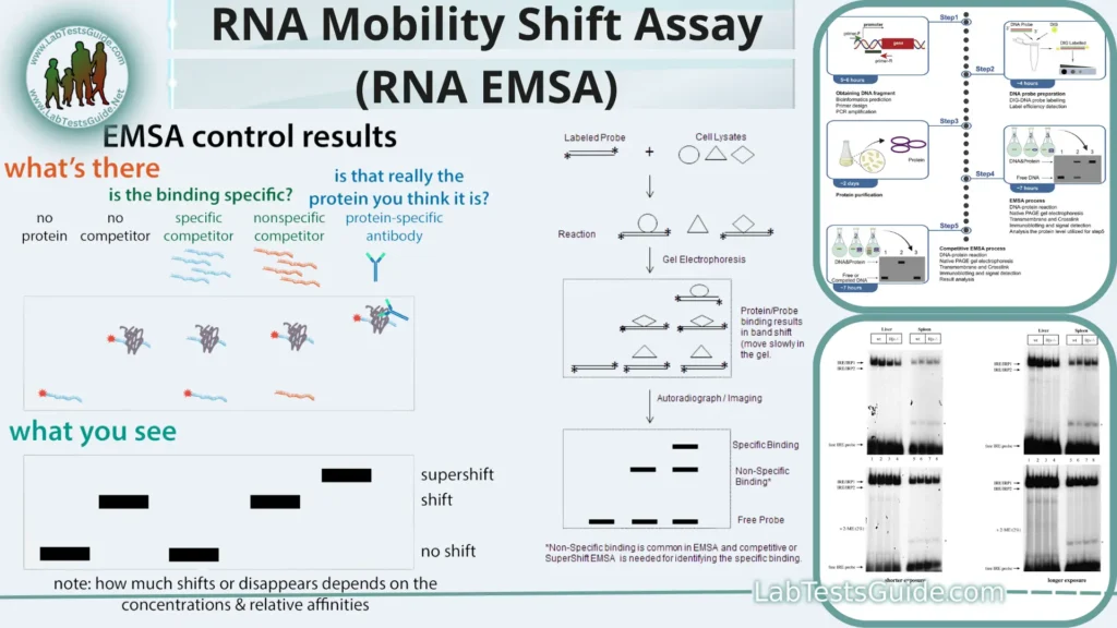 RNA Mobility Shift Assay (RNA EMSA) RNA Mobility Shift Assay (RNA EMSA)