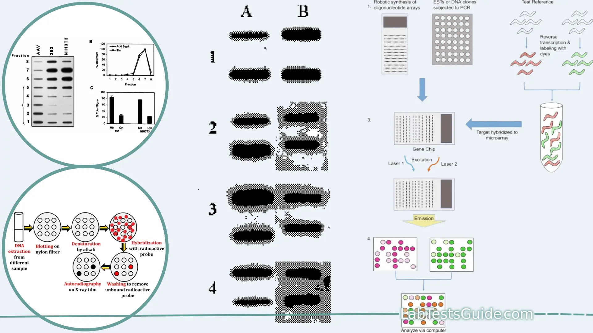Slot Blotting Purpose, Principles, Procedure, Result Interpretation