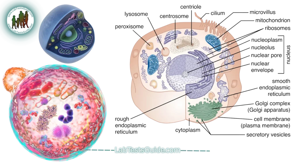 Epithelial Cells Cell Components