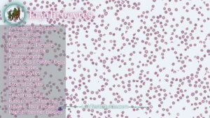 Erythrocytes Morphology