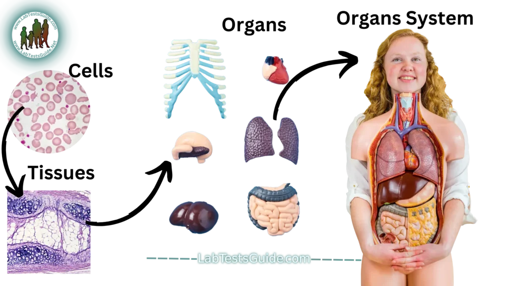 Organisation of Organs and Body