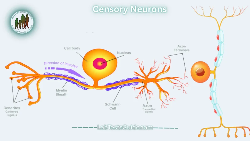 Nerve Cells (Neurons) Censory Neurons