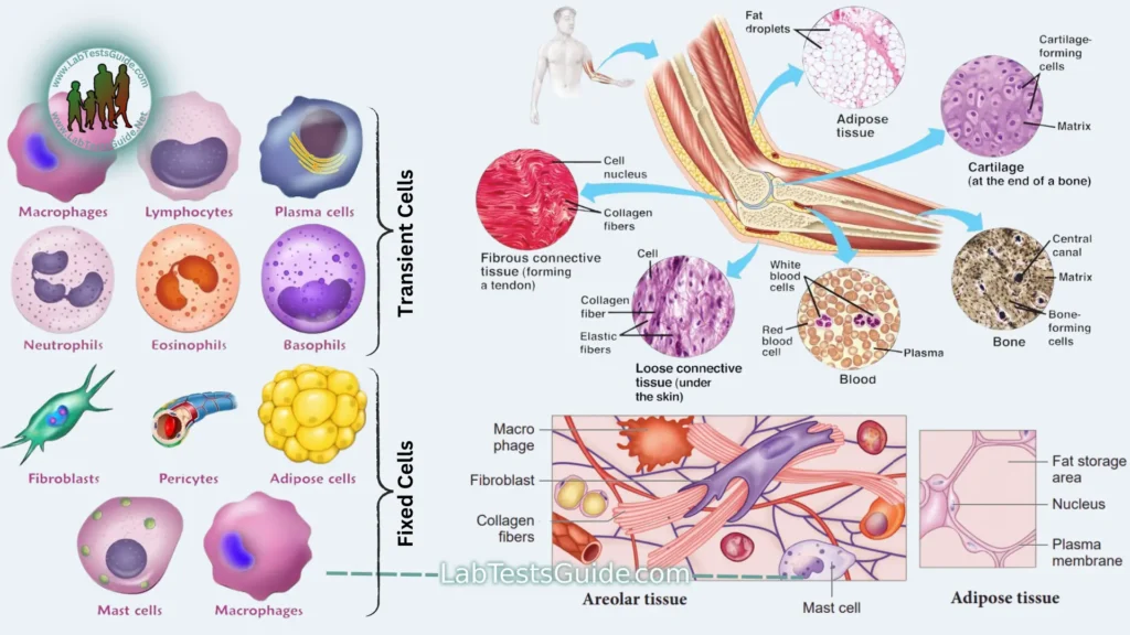 Connective Tissue Cells