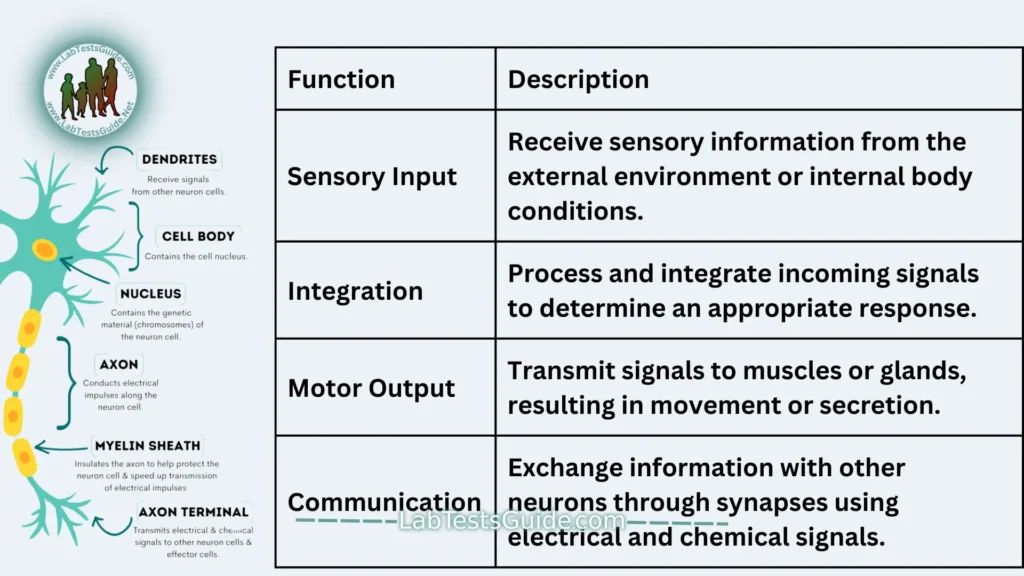 Nerve Cells (Neurons) Functions of Nerve Cells (Neurons)