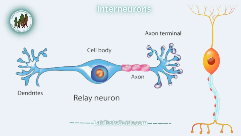 Nerve Cells (Neurons) Interneurons (or Association Neurons)