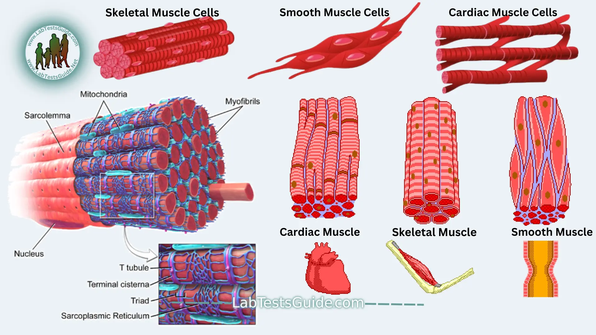 Muscle Cells (Myocytes)