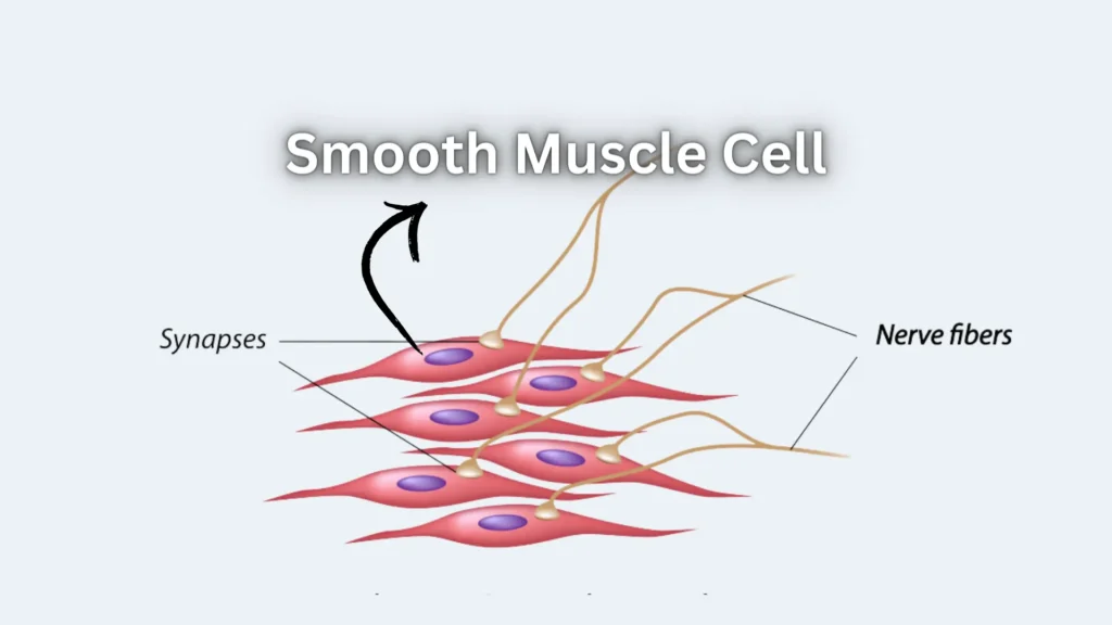 Muscle Cells (Myocytes) Smooth Muscle Cell