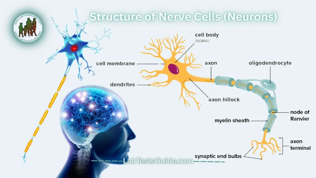 Nerve Cells (Neurons) Nerve Cells (Neurons)