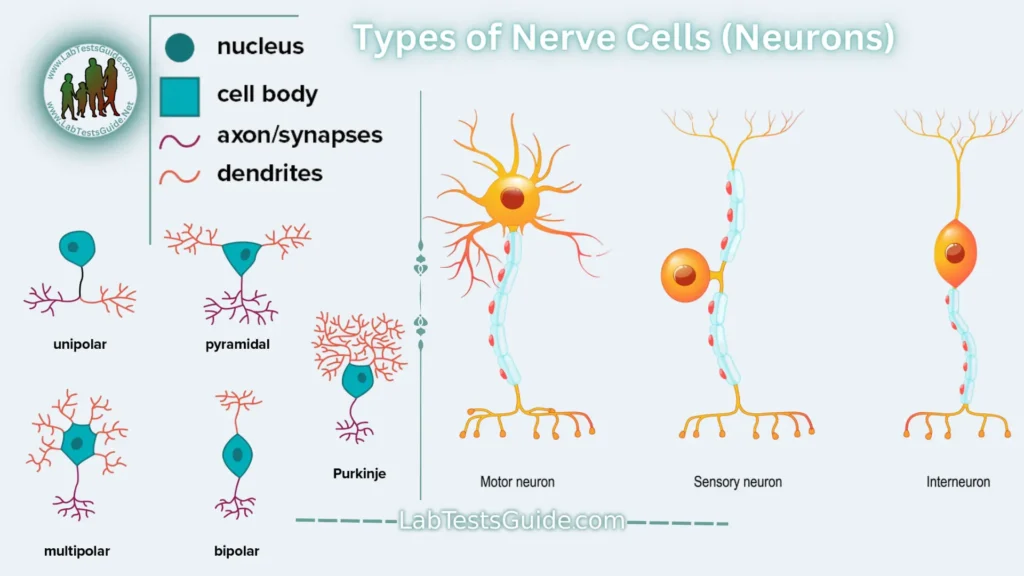 Nerve Cells (Neurons) Types of Nerve Cells (Neurons)