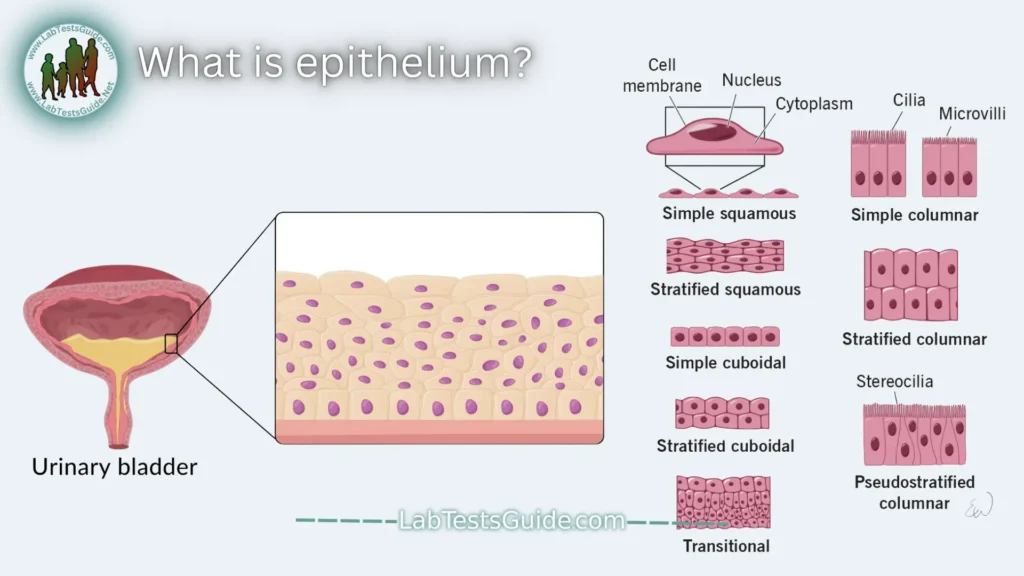 Epithelial Cells What is Epithelium