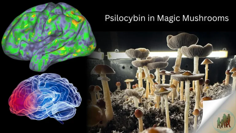 Psilocybin in Magic Mushrooms Profound and Lasting Effects on the Brain Revealed