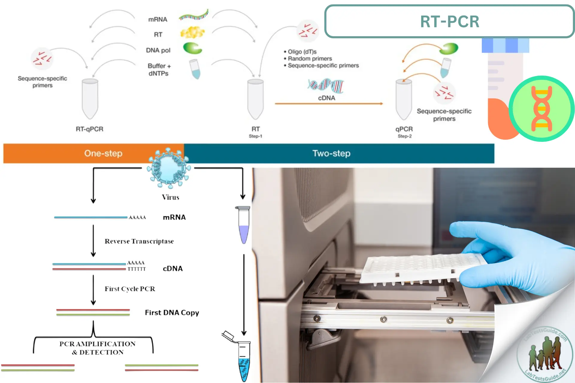 Reverse Transcription PCR RT PCR Purpose Types Procedure Result 