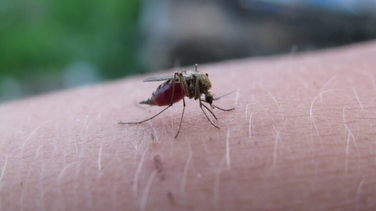 Understanding Malaria: Symptoms, Transmission, and Risk Factors