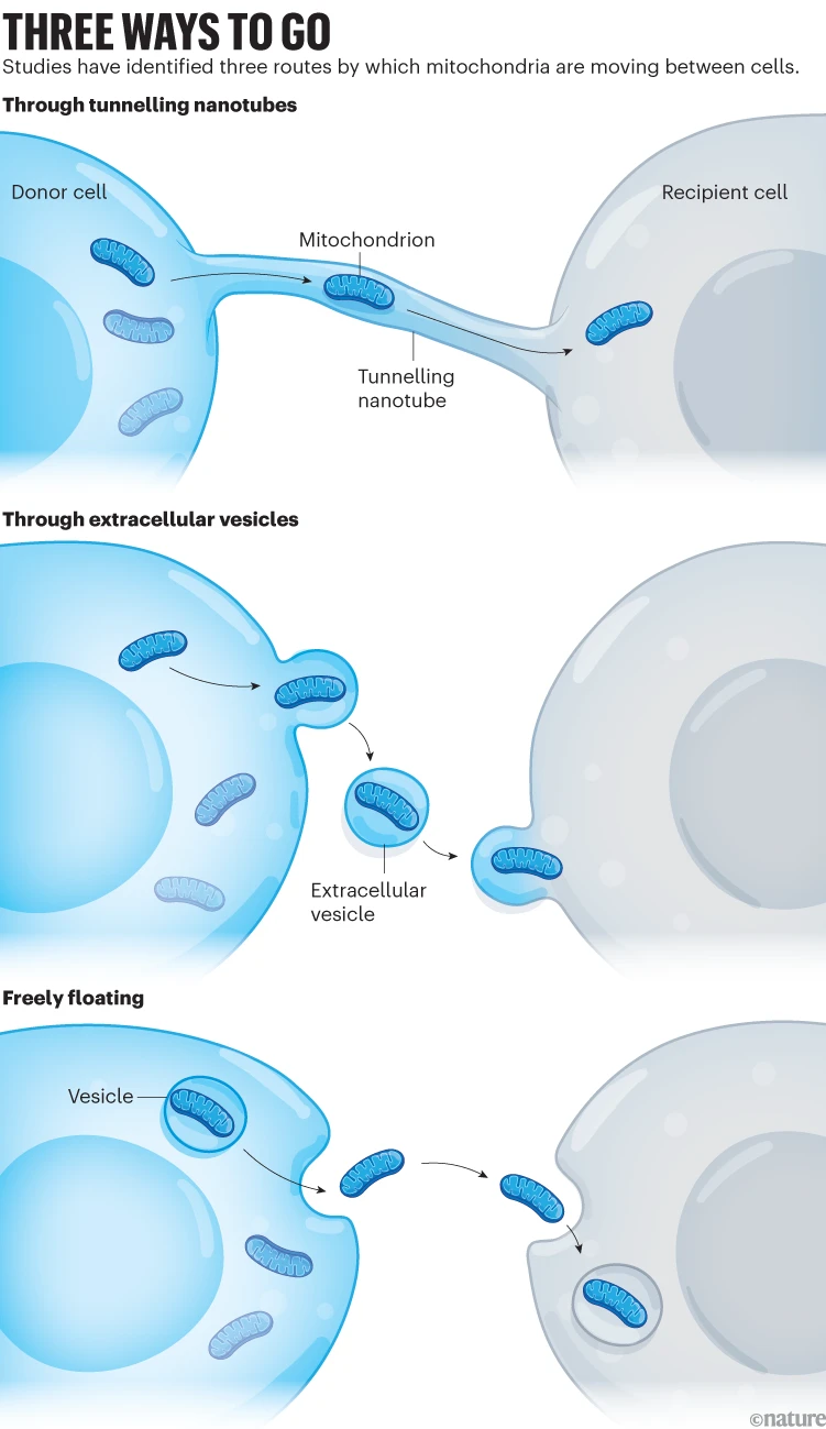 Cells Are Swapping Their Mitochondria: What Does This Mean for Our Health? Cells Are Swapping Their Mitochondria: What Does This Mean for Our Health? - Mitochondria, once thought to be static cellular powerhouses, are now known to travel between cells. Researchers explore how this 'mitochondrial transfer' could heal tissues—or be exploited by diseases like cancer.