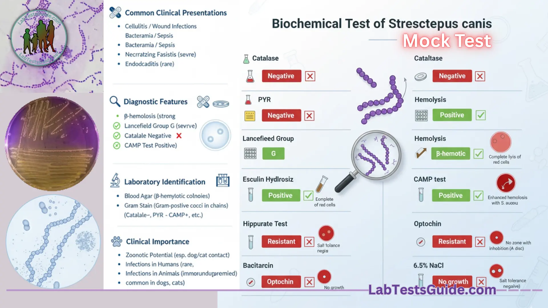 Biochemical Test of Streptococcus Canis MCQs Mock Test