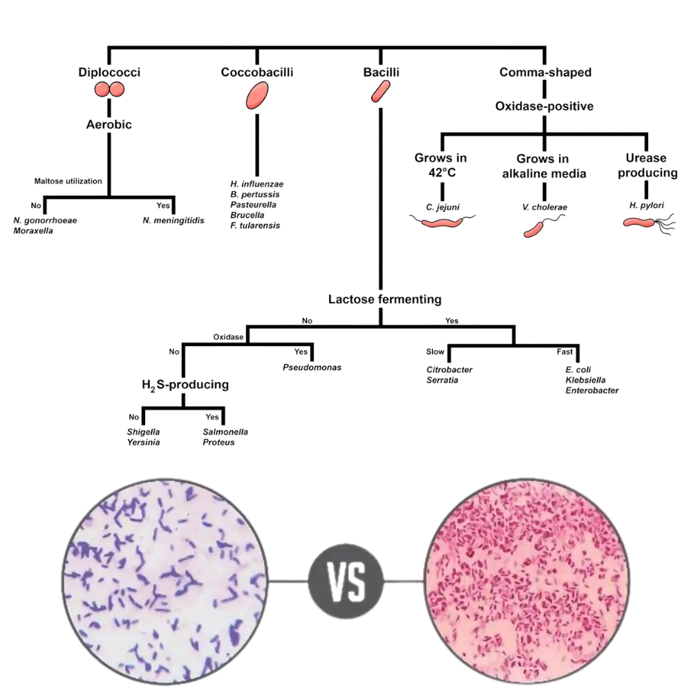 Gram-Negative Bacteria