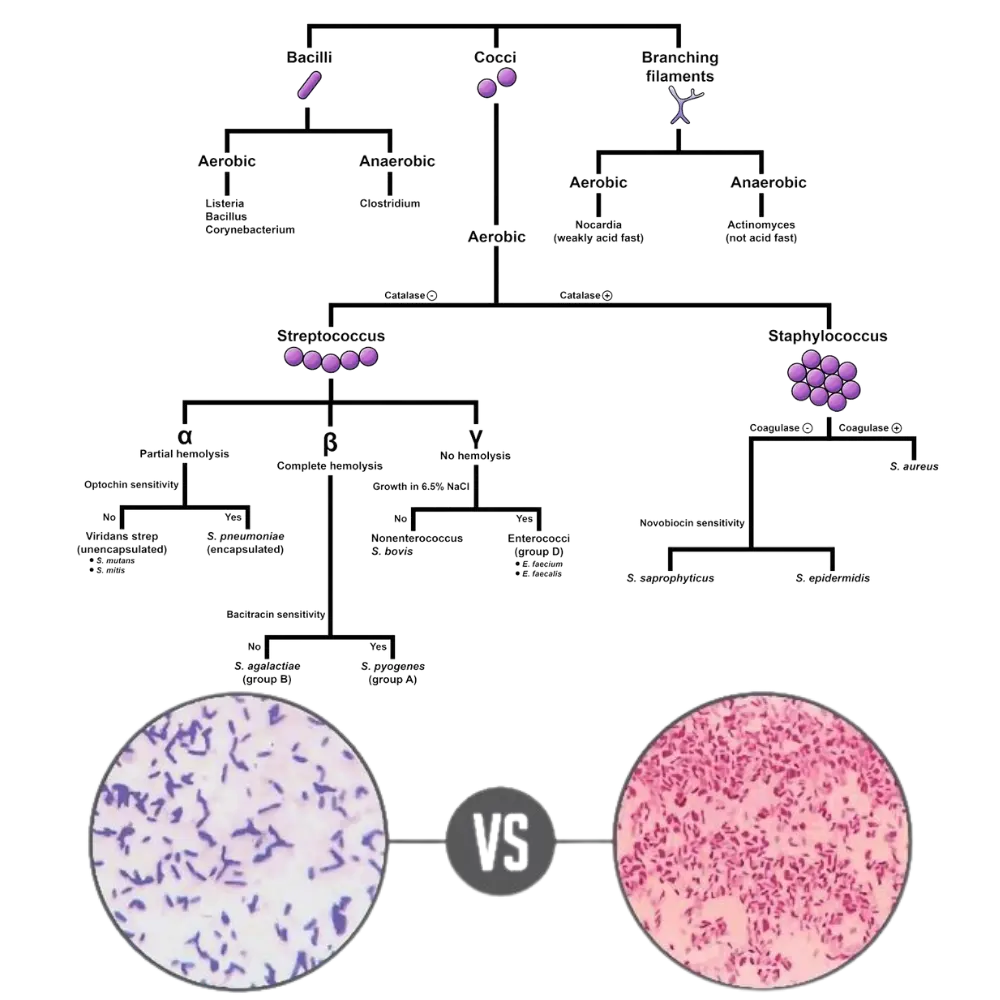 Gram-Positive Bacteria