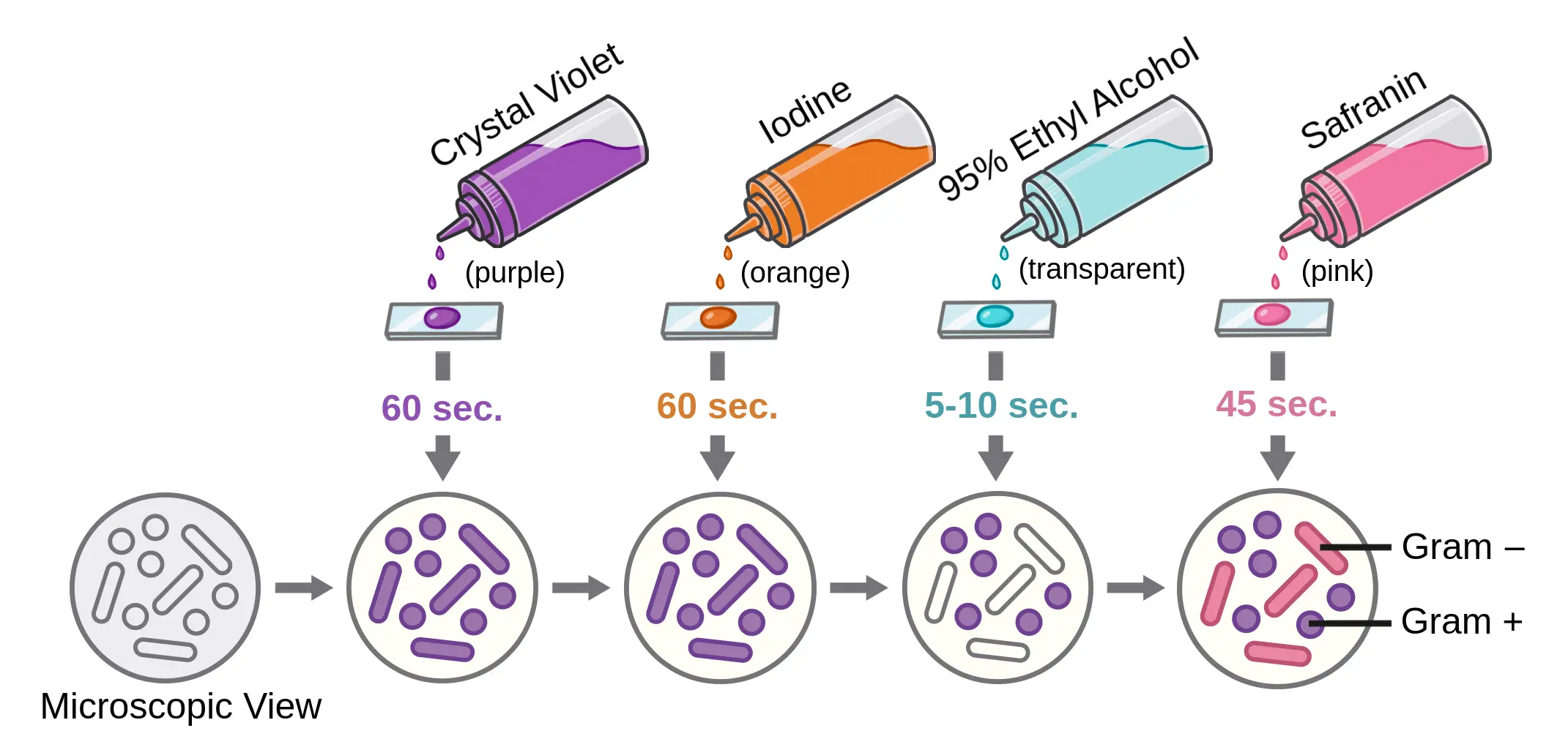 The Gram Stain Principle: Gram-Negative vs Gram-Positive
