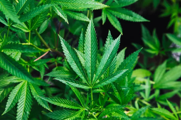 Can Long-Term, Neuropathic Pain Be Addressed With Cannabis