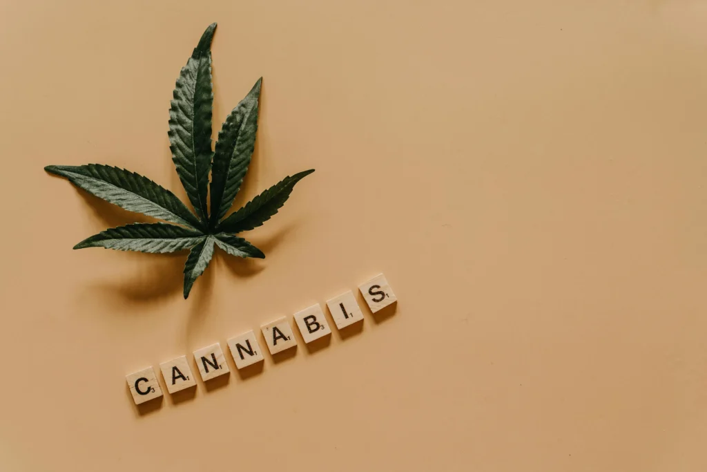 How Chronic Pain Patients Using Medical Cannabis Manage Daily Driving