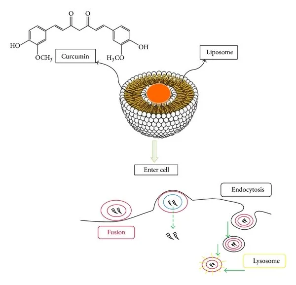 Liposomal Encapsulation