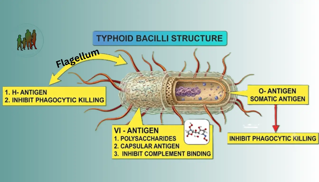 Typhoid Bacilli Structure Typhoid Bacilli Structure