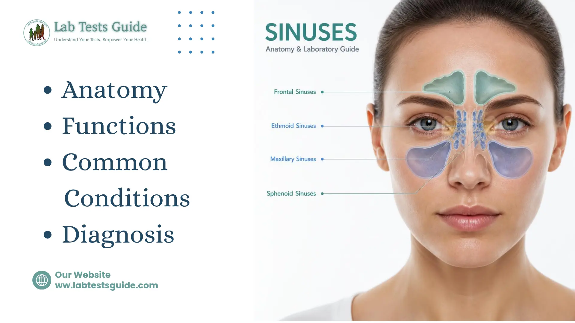 Sinuses